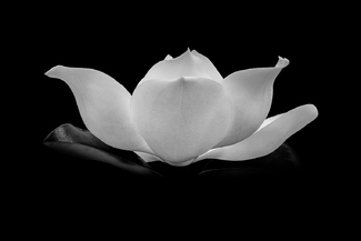 Her Magesty in Monochrome Her Magesty in Monochrome