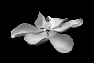 Monochrome Magnolia Blossom Monochrome Magnolia Blossom