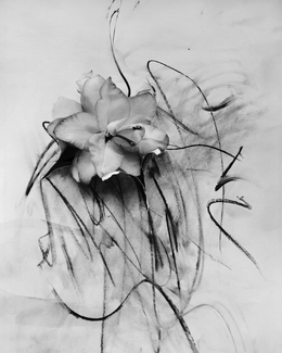 Lily in Charcoal Lily in Charcoal