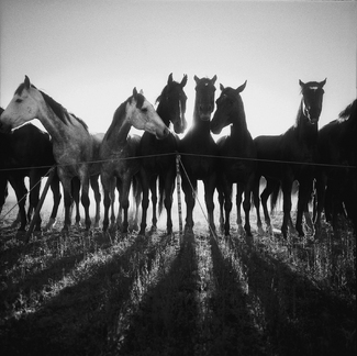 Horse Shadows Horse Shadows