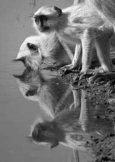 Cautiously Drinking Cautiously Drinking