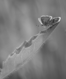 Nose for Nectar Nose for Nectar