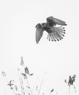 Hovering with Intent Hovering with Intent