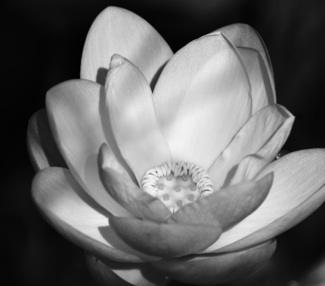 Wild Lotus Blossom