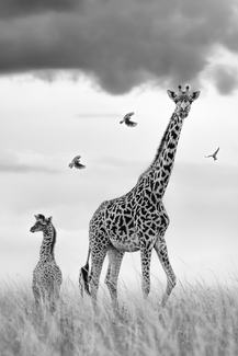 Hallelujah Hallelujah