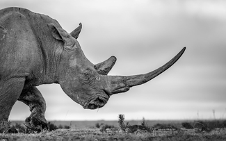 Smell the Roses Smell the Roses