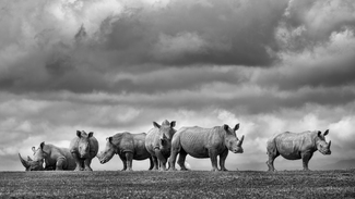 The Last Stand The Last Stand