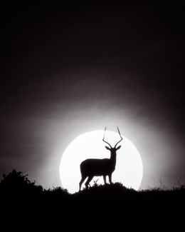 A Deer in the Headlights A Deer in the Headlights