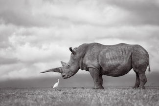 The Conversationalists The Conversationalists