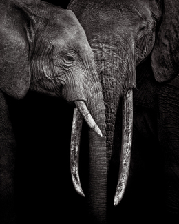 Transfer of Wisdom Transfer of Wisdom