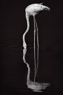 Flamingo Noir Flamingo Noir