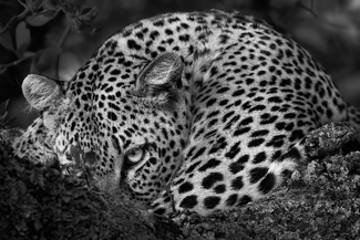 Peaking leopard
