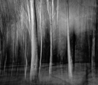 Silver Forest Silver Forest