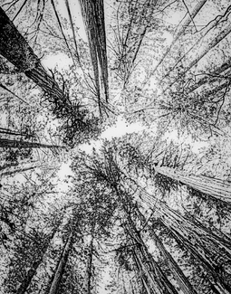 A Sliver to Peak Through A Sliver to Peak Through