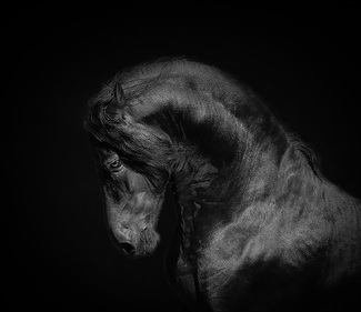 Majestic Spirit Majestic Spirit