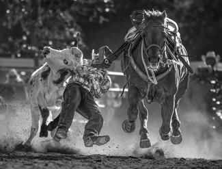 Steer Wrestler Steer Wrestler