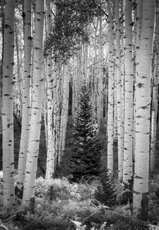 Among the Aspens Among the Aspens
