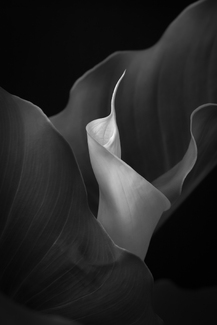 Calla Lily simplicity #2 Calla Lily simplicity #2