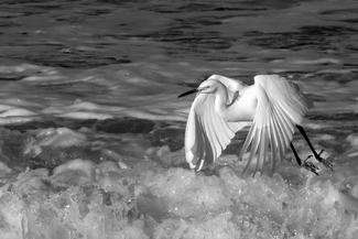 Snowy egret taking flight Snowy egret taking flight
