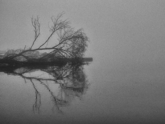 Serenity of Fog Serenity of Fog