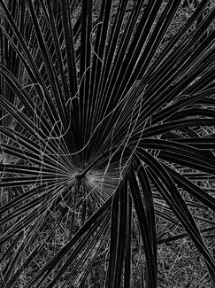 Florida Flora Florida Flora