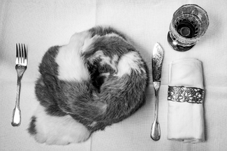 Homage to Meret Oppenheim Homage to Meret Oppenheim