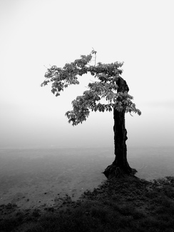 Tidal Basin Tidal Basin