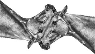 HMORPHSES_01 HMORPHSES_01