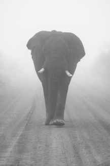Elephant in the mist