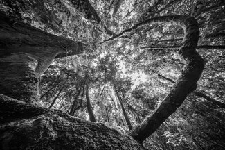 Looking up Looking up