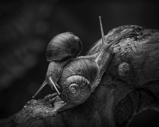 He Ain't Heavy, He's My Brother He Ain't Heavy, He's My Brother