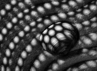 Shell in Sand behind Hat Shell in Sand behind Hat