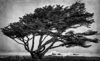 Monterey Pine 1