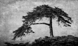 Monterey Pine 4 Monterey Pine 4