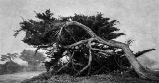 Monterey Pine 5
