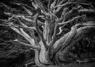Monterey Cypress Skeleton Monterey Cypress Skeleton