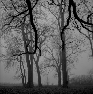 Black Trees Black Trees