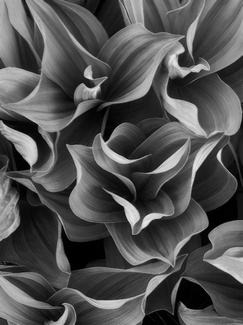 Hostas Hostas