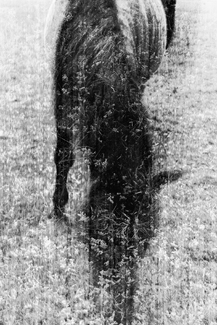 Caballo de Cotopaxi Caballo de Cotopaxi