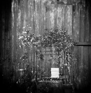 Dreamfence Dreamfence