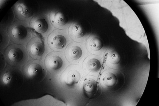 Sardine eggs "map" Sardine eggs "map"
