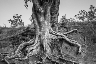 Back to my roots Back to my roots