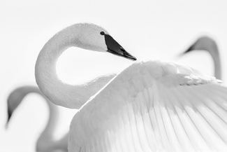 Elegant curves Elegant curves