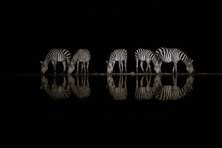 Zebras at night Zebras at night