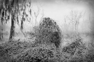 Swamp Creature Swamp Creature