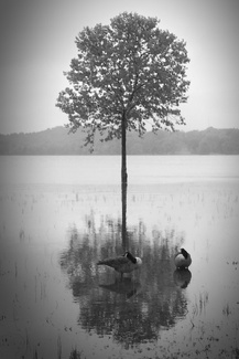 Beauty in a Flood Beauty in a Flood