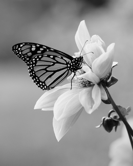 Resting on Petals Resting on Petals