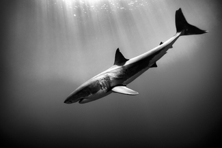 Great White, Guadalupe Island, Mexico Great White, Guadalupe Island, Mexico