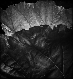 Rhubarb leaves