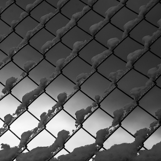 Dog Walk with my Dogs Dog Walk with my Dogs